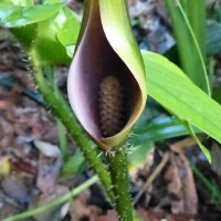 Lasia spinosa (L.) Thwaites